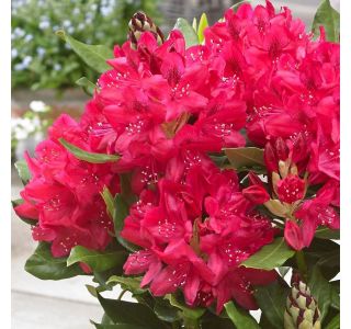 RODODENDRON MIX L5 L