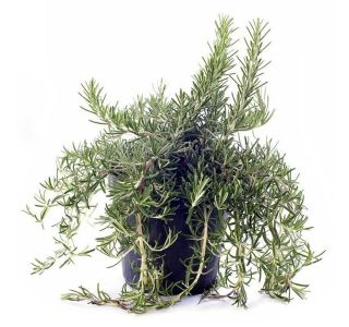 PLAZEČI L14 PLAZEČI L14