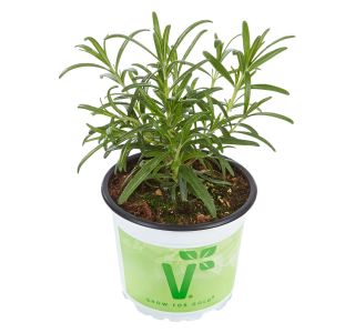 ROŽMARIN VOLMARY GOURMET ABRAXAS L12