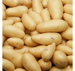 SEMENSKI KROMPIR SEMENARNA KIFELJČAR (CELTIANAE) 3KG 25-35 MM