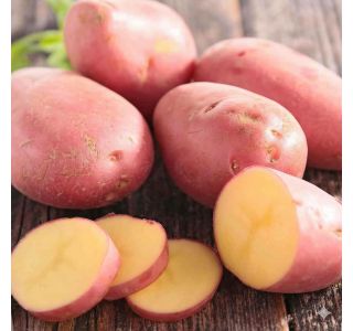 SEMENSKI KROMPIR SEMENARNA RED LADY 5KG 35-55 MM