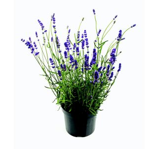 ANGUSTIFOLIA L14 VI&Scaron; 35 CM