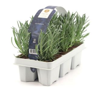 SIVKA OZKOLISTNA KULTIPAK (6 KOS)