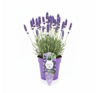 SIVKA OZKOLISTNA L1 2 CM