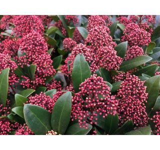 SKIMIJA JAPONICA RUBELLA L11 CM