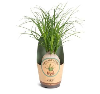 NOLINA RECURVATA L11 CM