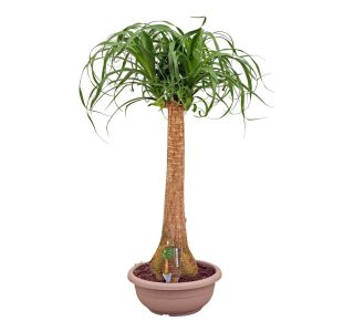 RAVNO STEBLO L30 CM