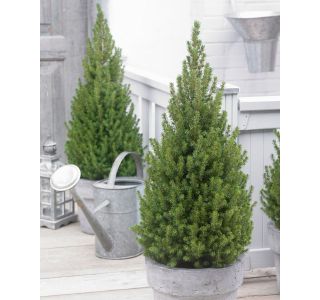 SMREKA PICEA GLAUCA PERFECTA L3 L SMREKA PICEA GLAUCA PERFECTA L3 L