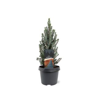 SMREKA PICEA GLAUCA SANDERS BLUE L3 L