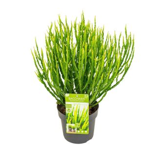 BACCHARIS TRIMERA L19 CM BACCHARIS TRIMERA L19 CM