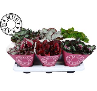 SOBNA ZELENA RASTLINA BEGONIJA MIX L13 CM