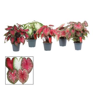 CALADIUM L17 CM