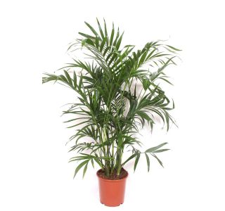 CHAMAEDOREA CATARACTARUM L21 CM