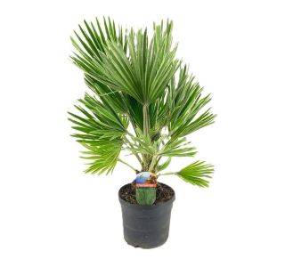 CHAMAEROPS HUMILIS (PALMA ŽUMARA) L19 CM