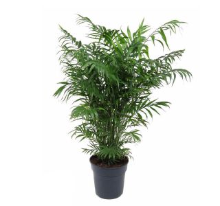 SOBNA ZELENA RASTLINA GORSKA PALMA L24 CM SOBNA ZELENA RASTLINA GORSKA PALMA L24 CM