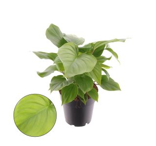 HOMALOMENA RUBESCENS 'MAGGY' POT 14