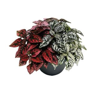 HYPOESTES TRIO L17 CM HYPOESTES TRIO L17 CM