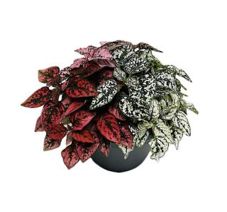 HYPOESTES TRIO L17 CM