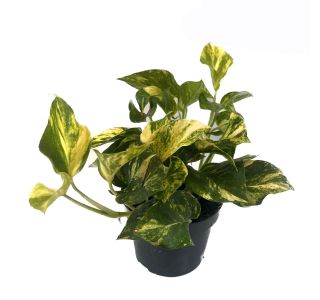 SOBNA ZELENA RASTLINA N'JOY GOLD L12 CM