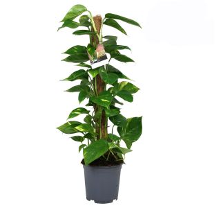 SOBNA ZELENA RASTLINA NA OPORI L19 CM