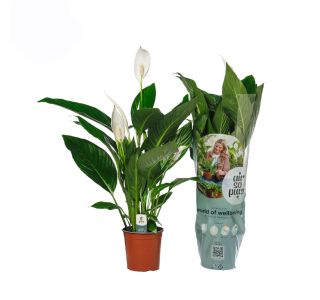 SPATIFIL BINGO CUPIDO L17 CM SPATIFIL BINGO CUPIDO L17 CM