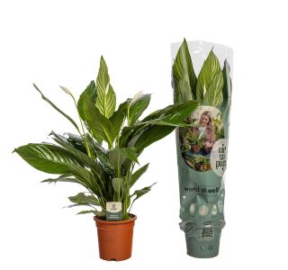 SPATIFIL BINGO CUPIDO L19 CM