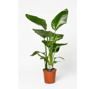 STRELICIJA NICOLAI L17 CM