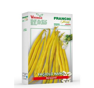 NIZEK FIŽOL  BERGOLD