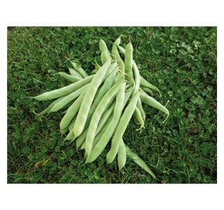 FIŽOL NIZKI MY ARIANA 40G