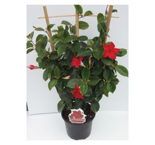 STRUKTURNA CVETOČA RASTL. SUNDEVILLA MIX L12 CM