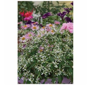 STRUKTURNA CVETOČA RASTL. VOLMARY CHAMAESYCE HYPERICIFOLIA WHITE L12