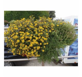 STRUKTURNA CVETOČA RASTL. VOLMARY SANVITALIA PROCUMBENS SOLARIS L12