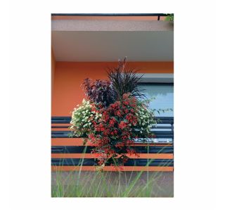STRUKTURNA NECVETOČA RAS. COLEUS X BLUMEI L12 STRUKTURNA NECVETOČA RAS. COLEUS X BLUMEI L12