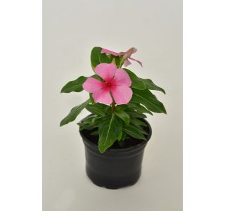 STRUKTURNA NECVETOČA RAS. ENOLETNI ZIMZELEN L9