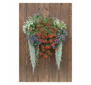 STRUKTURNA NECVETOČA RAS. VOLMARY DIHONDRA SILVER FALLS V. L11