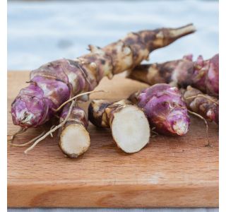 STRUKTURNA NECVETOČA RAS. VOLMARY IPOMEA BATATAS PAPAS L12