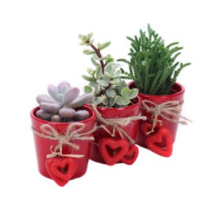 SUKULENT V OKRAS. LON. SRČEK L6 CM