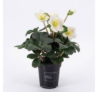 TELOH CHRISTMAS CAROL PREMIUM XL L9 CM TELOH CHRISTMAS CAROL PREMIUM XL L9 CM