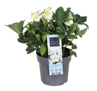 HELLEBORUS NIGER CHRISTMAS CAROL L12 CM HELLEBORUS NIGER CHRISTMAS CAROL L12 CM