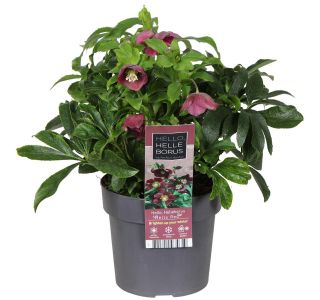 TELOH ORIENTALSKI HELO RED L17 CM