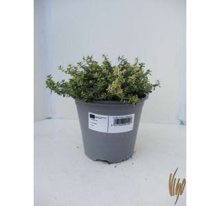 CITRIODORA AUREA L14
