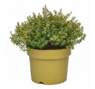 CITRONASTI L19