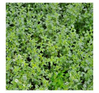 TIMIJAN VOLMARY SREBRNI CITRONSKI L12 SILVER QUEEN