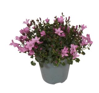 CAMPANULA AMBELLA PINK (ZVONČNICA) L10.5 CM