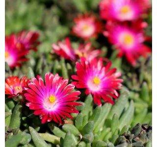 TRAJNICA DELOSPERMA JEWEL DESERT L12 CM