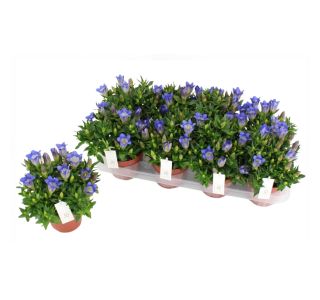 ENCIJAN (GENTIANA) L12 CM