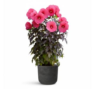 TRAJNICA MOČVIRSKI HIBISKUS PINK PASSION L17 CM TRAJNICA MOČVIRSKI HIBISKUS PINK PASSION L17 CM
