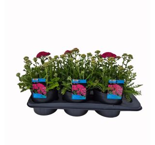 NAVADNI RMAN MILLY ROCK ROSE L17 CM