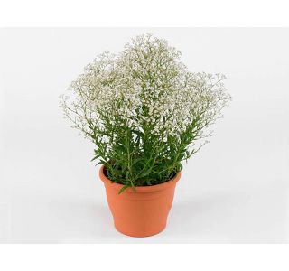 PAJČOLANKA (ŠLAJER) VISOKA L17 CM PAJČOLANKA (ŠLAJER) VISOKA L17 CM