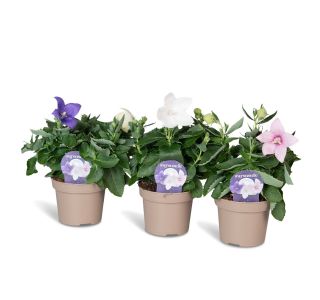 TRAJNICA PLATYCODON (KITAJSKI ZVONČEK) L10.5CM